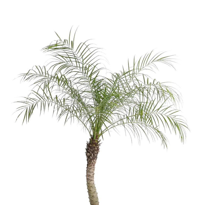 Nahaufnahme eines Wedels von Phoenix roebelenii vor weißem Hintergrund.