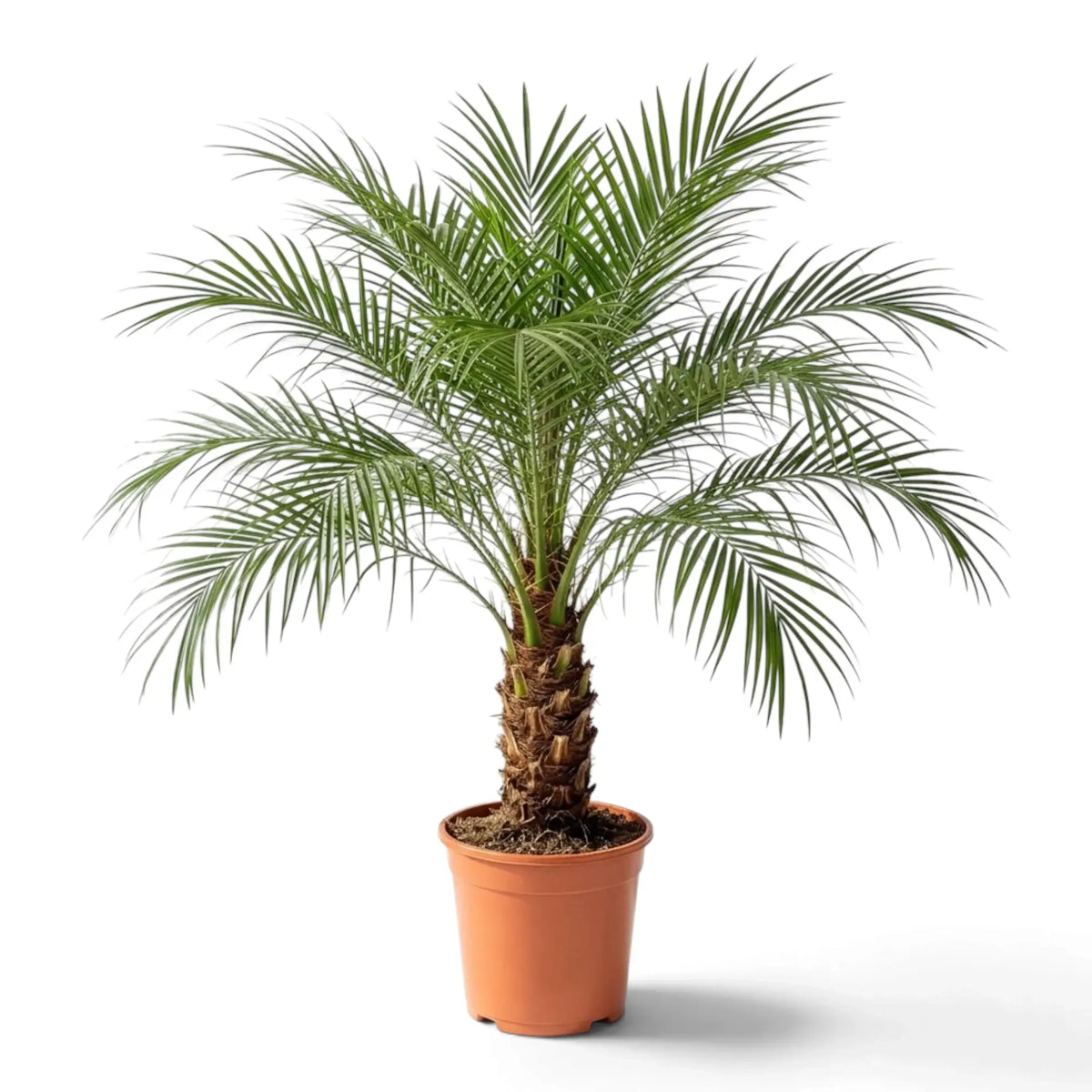 Phoenix roebelenii with a wide crown of arching green fronds above a short textured trunk in a nursery pot.