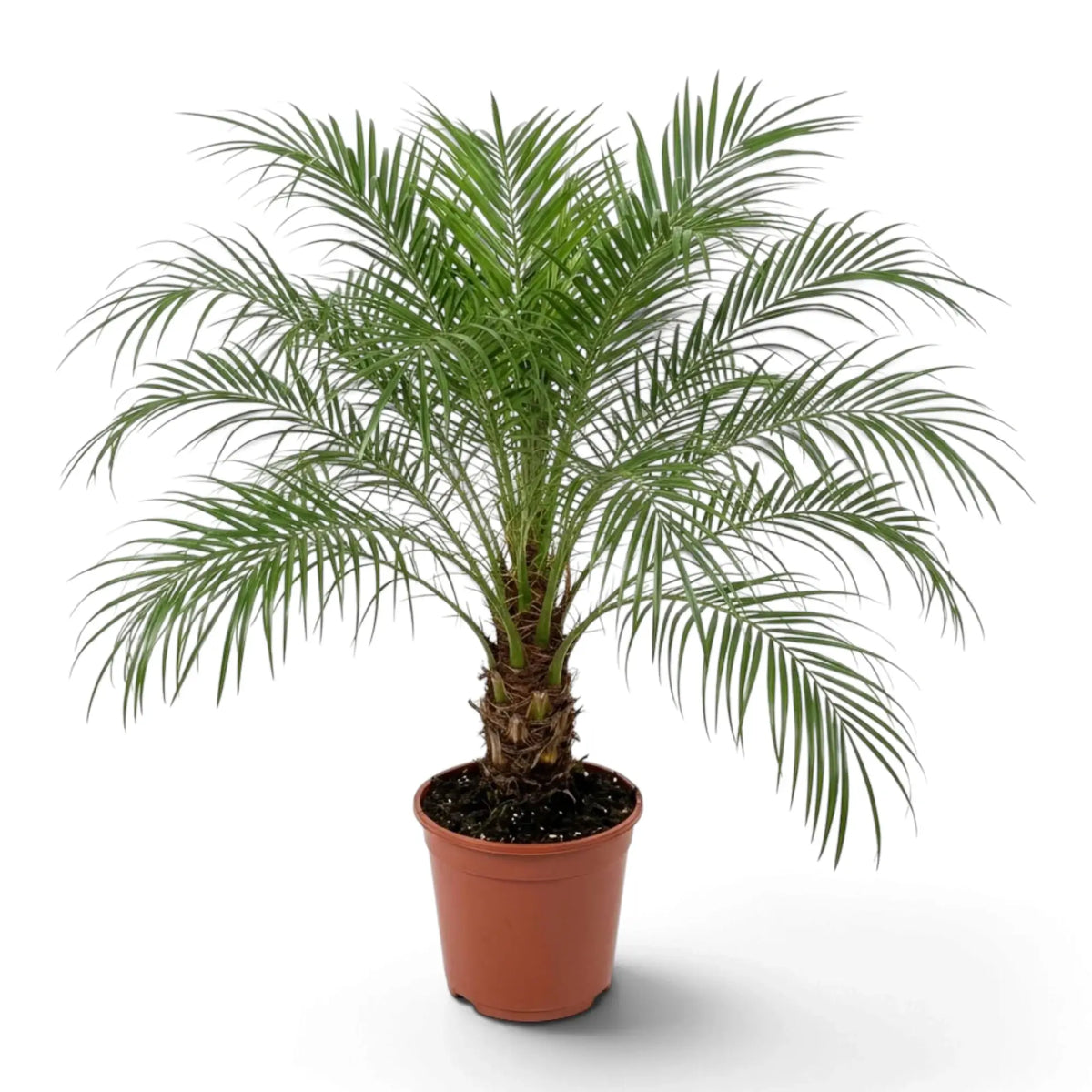 Potted Phoenix roebelenii with dense feathery green fronds spreading from a short brown trunk.