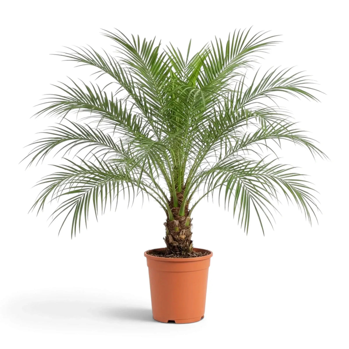 Phoenix roebelenii in a nursery pot, with layered arching fronds and a short, rough brown trunk.