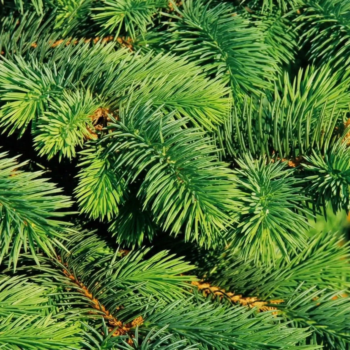 Fresh green needles radiating from the twigs of Picea glauca 'December'