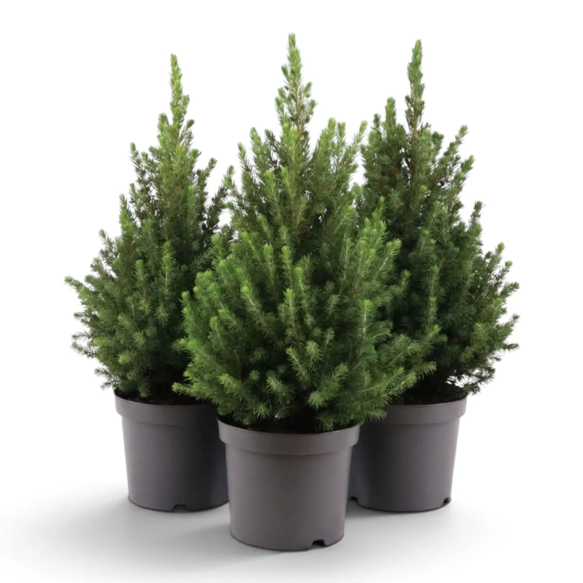 Three medium Picea glauca 'December' spruce trees with compact conical crowns