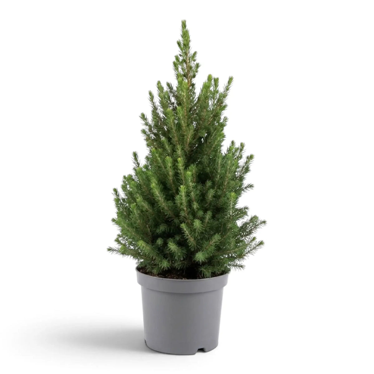 Medium Picea glauca 'December' with a full cone-shaped crown in a grey pot