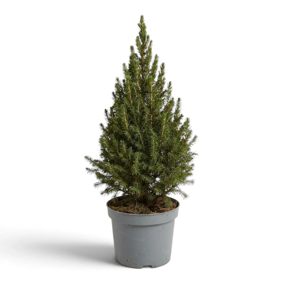 Upright Picea glauca 'December' with dense green needles in a light grey pot