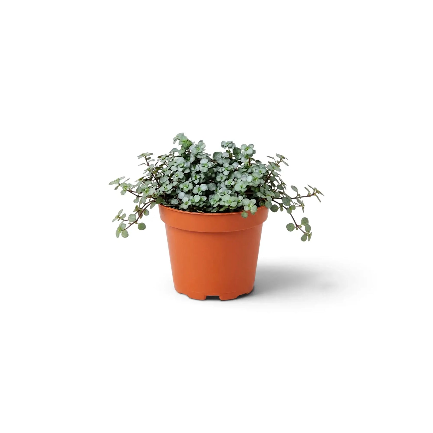 Pilea ‘Greyzy’ als Jungpflanze mit vielen dicht stehenden silbrig grünen Blättern im Topf