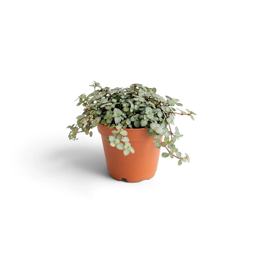 Full baby Pilea ‘Greyzy’ with softly trailing foliage