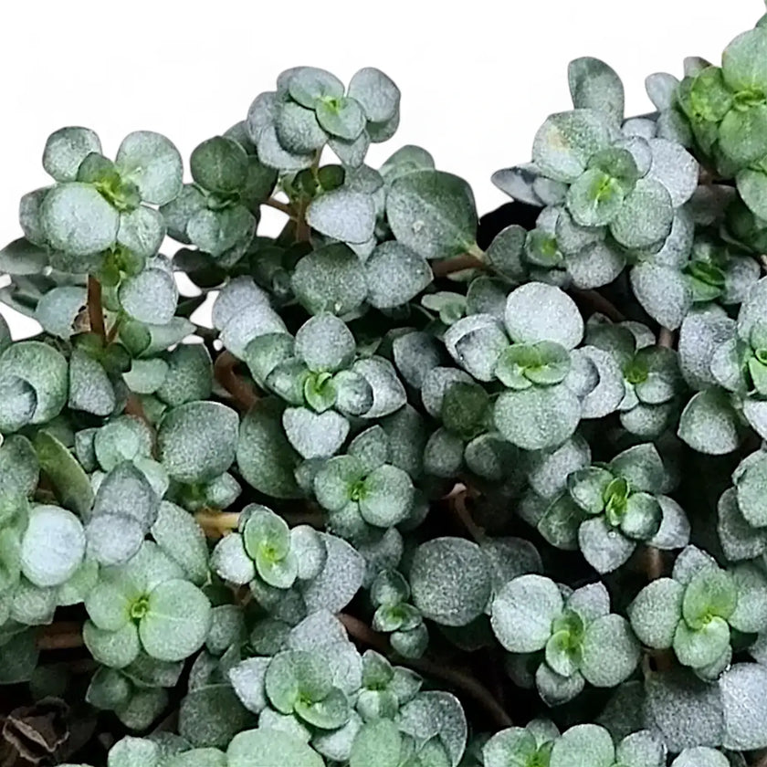 Nahaufnahme von Pilea libanensis 'Greyzy' ('Silver Sparkles') vor weißem Hintergrund.
