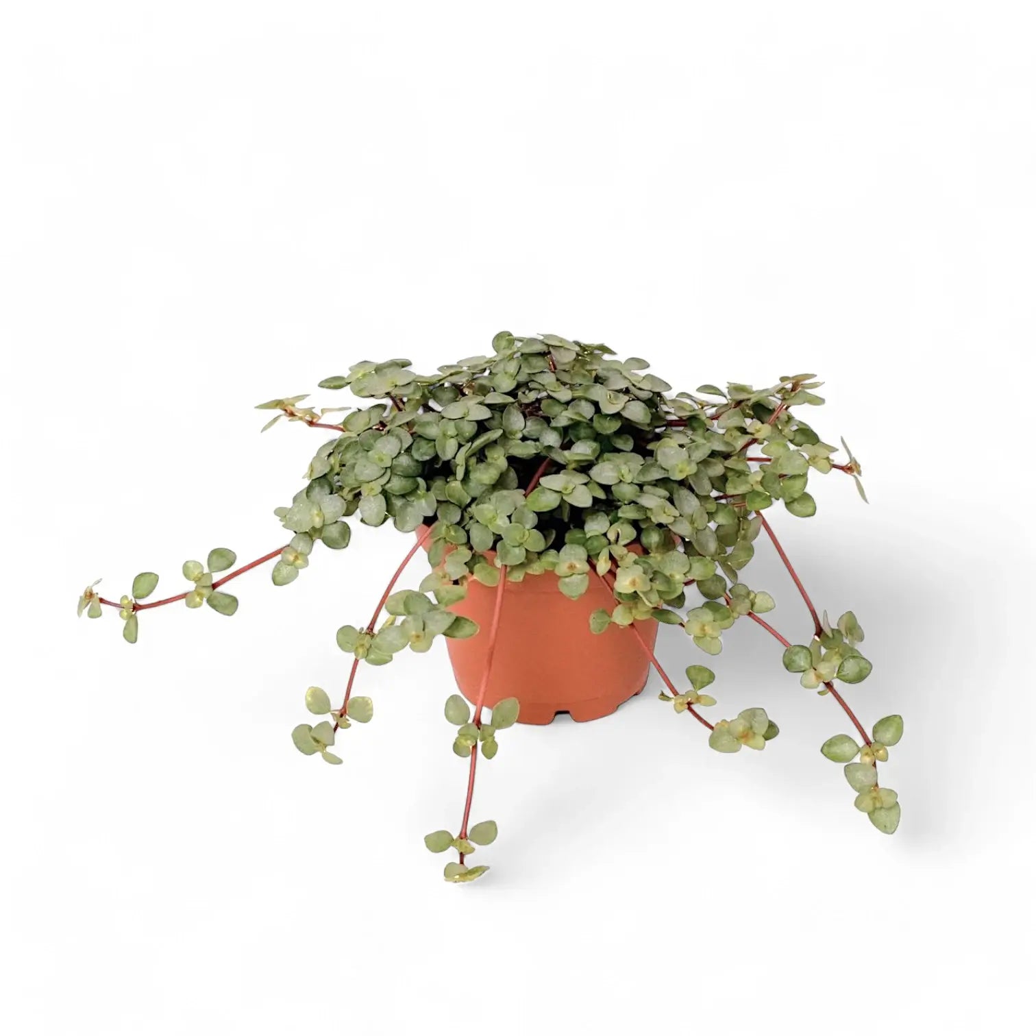 Pilea libanensis 'Greyzy' ('Silver Sparkles') potted plant in nursery pot on white background.