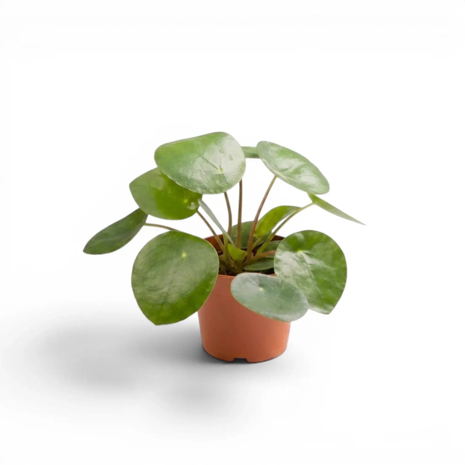 Pilea peperomioides baby plant in a nursery pot on white background
