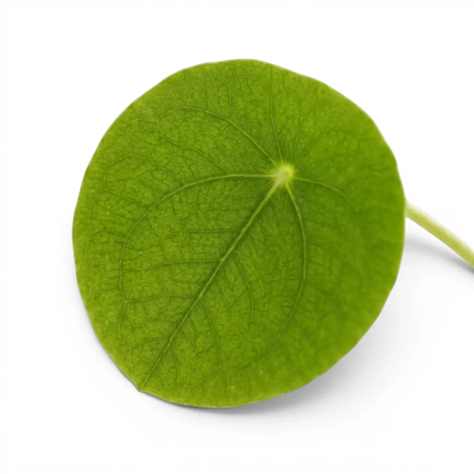 Pilea peperomioides foliage close-up on white background