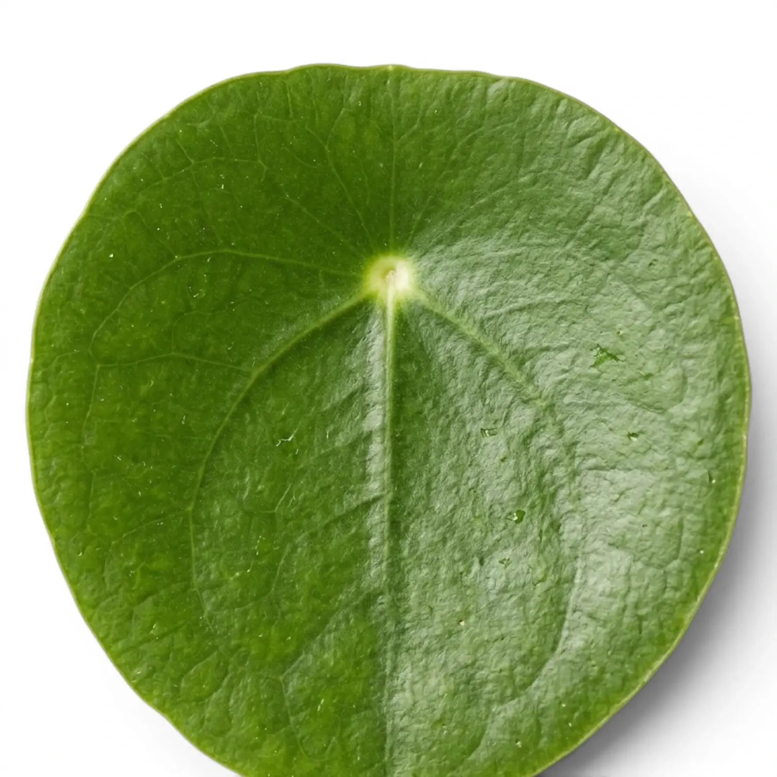 Close-up of a round green leaf of Pilea peperomioides on white background