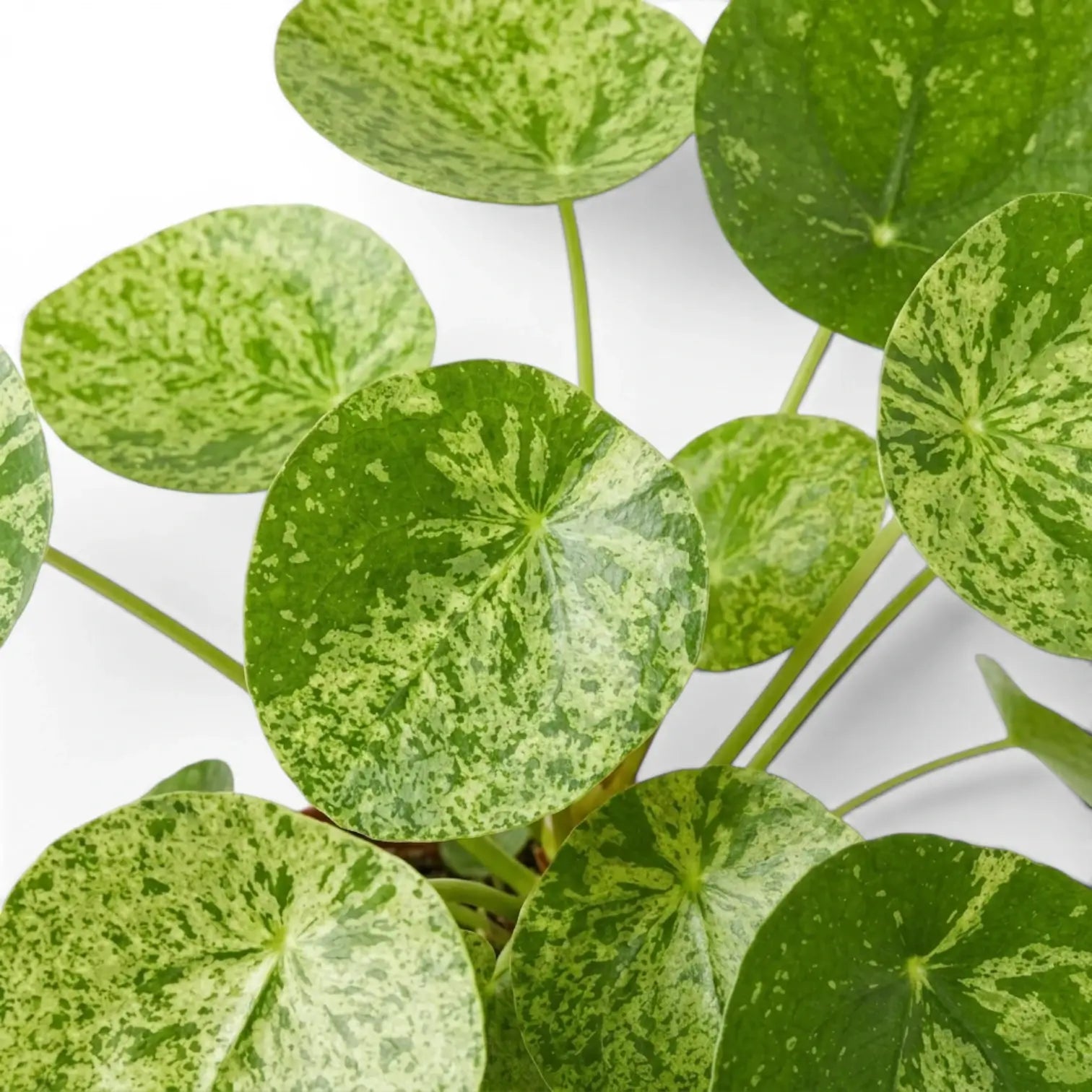 Pilea peperomioides Mojito variegated foliage close-up on white background