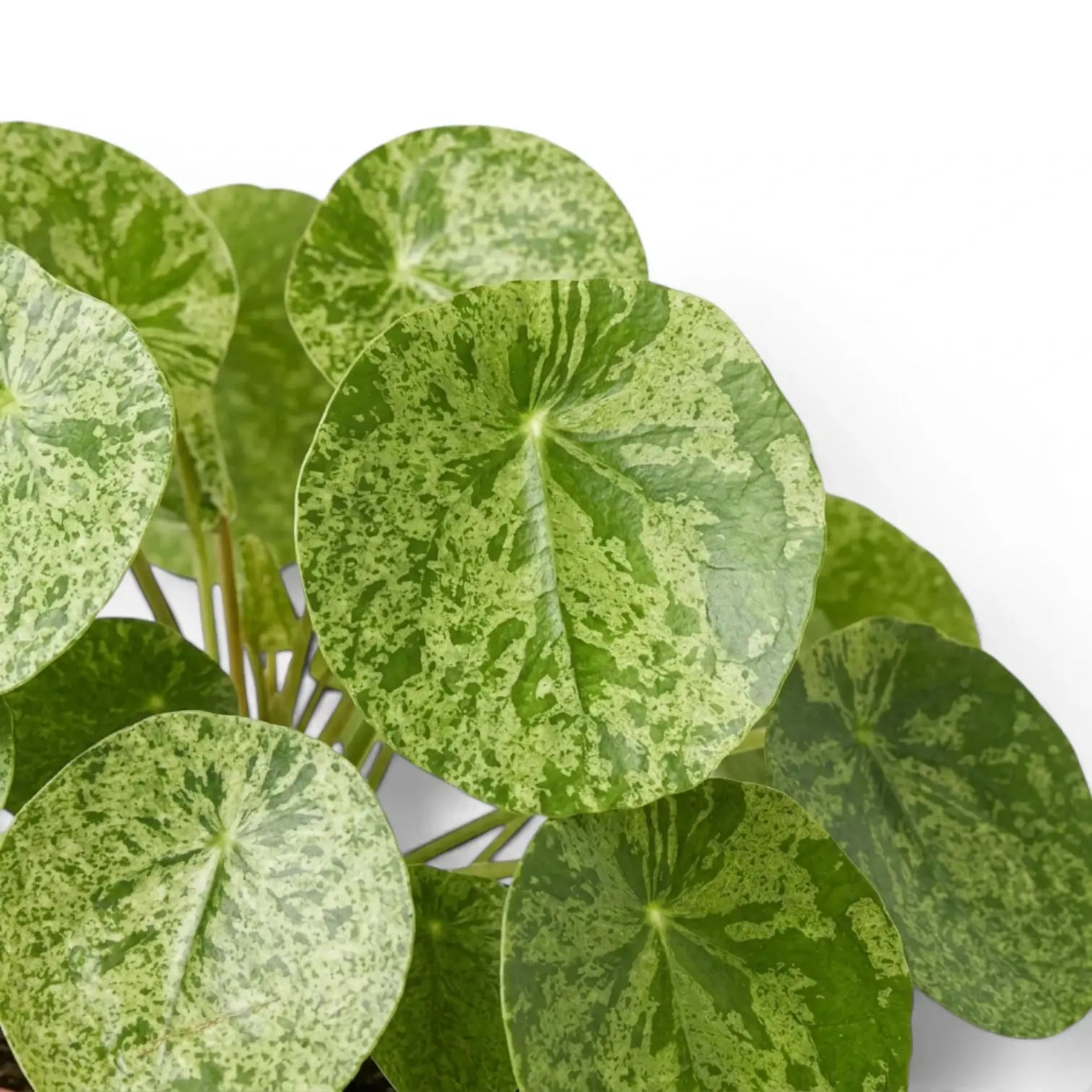 Pilea peperomioides Mojito variegated foliage close-up on white background