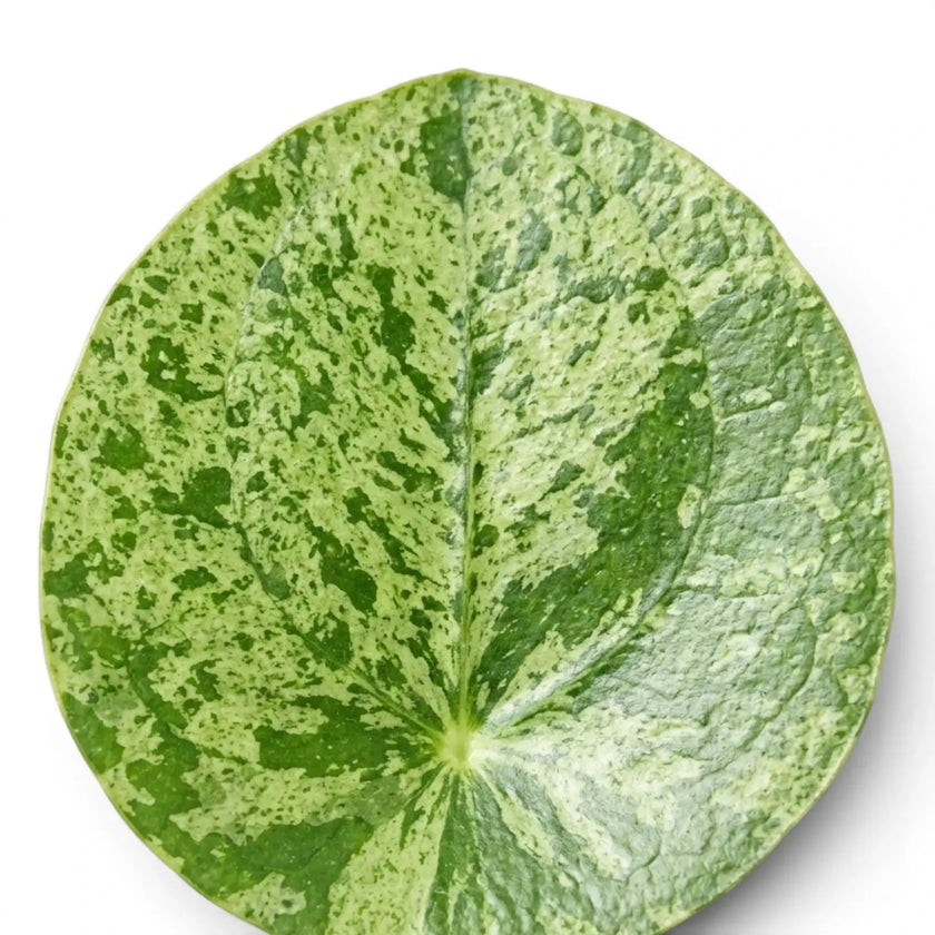 Pilea peperomioides Mojito round variegated leaf close-up on white background