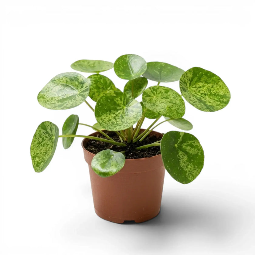 Pilea peperomioides Mojito plant with variegated leaves in a nursery pot on white background