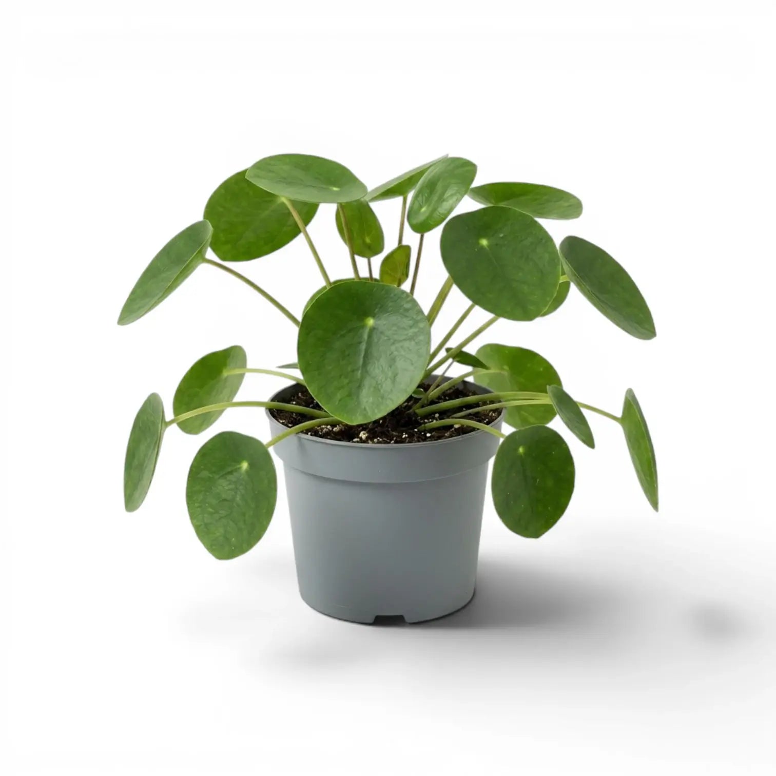 Pilea peperomioides plant with round green leaves in a nursery pot on white background