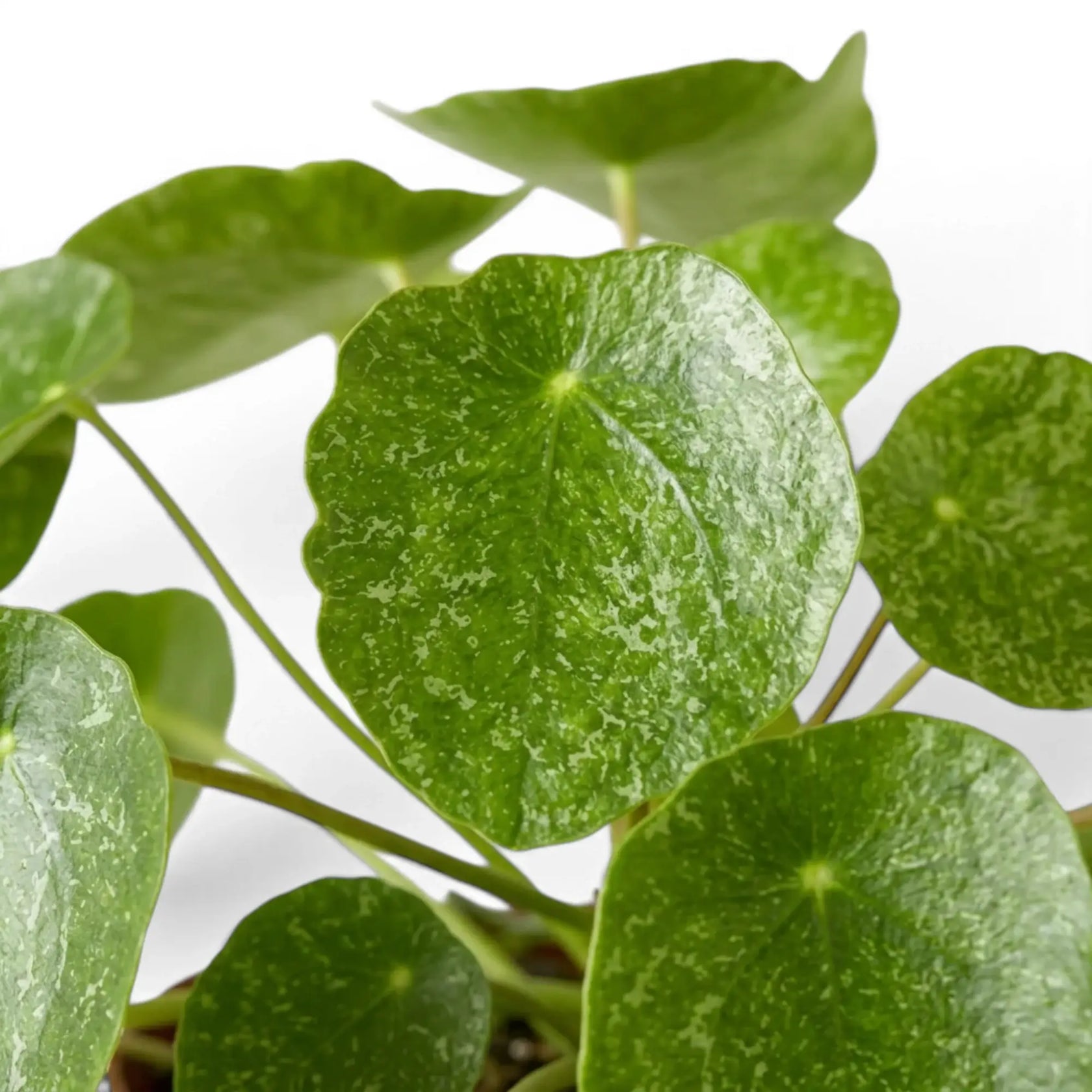 Pilea peperomioides Sugar round variegated leaf close-up on white background