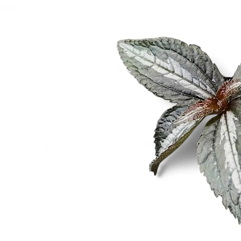 Pilea pubescens 'Silver Tree' leaf detail on white background.