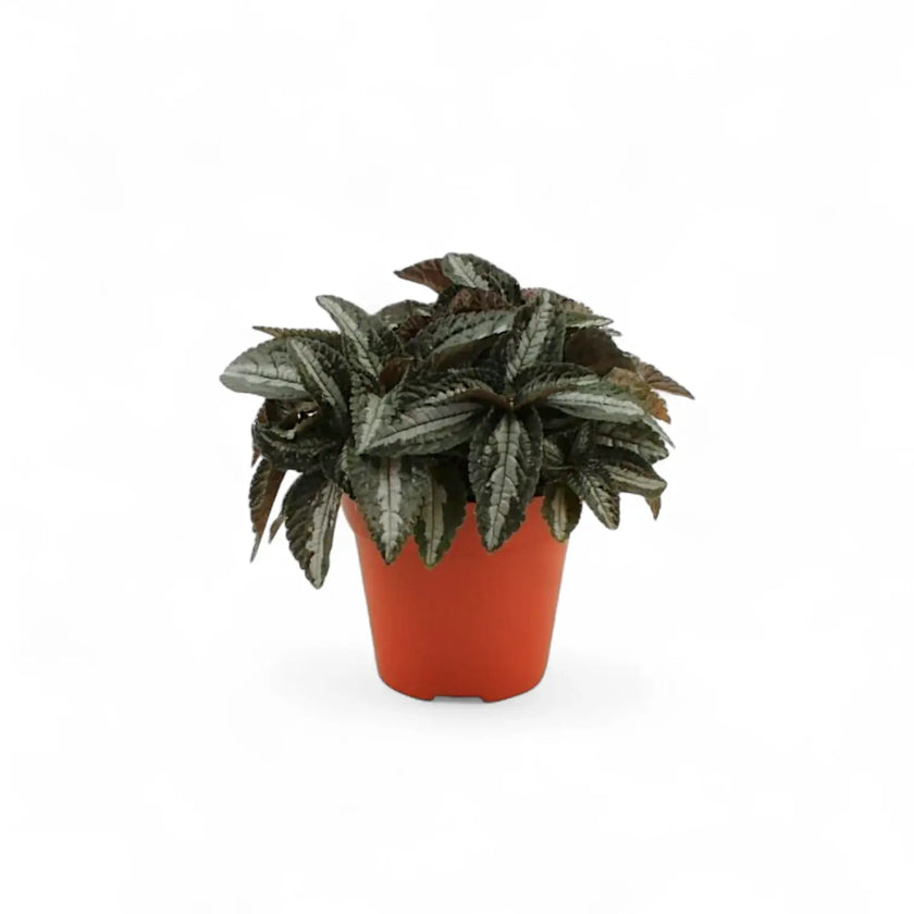 Pilea pubescens 'Silver Tree' potted plant in nursery pot on white background.