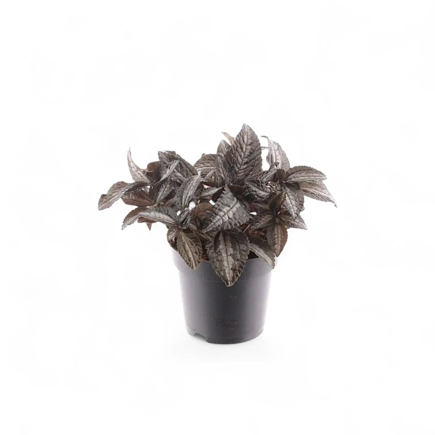 Pilea pubescens 'Silver Tree' potted plant in nursery pot on white background.