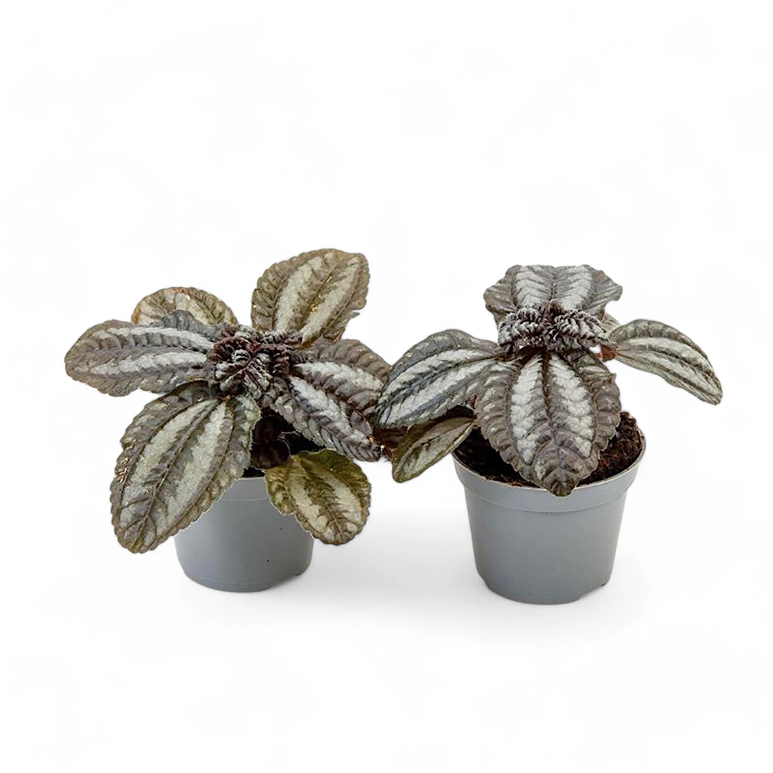 Pilea spruceana 'Norfolk' – Topfpflanze im Kulturtopf vor weißem Hintergrund, Produktfoto 2.