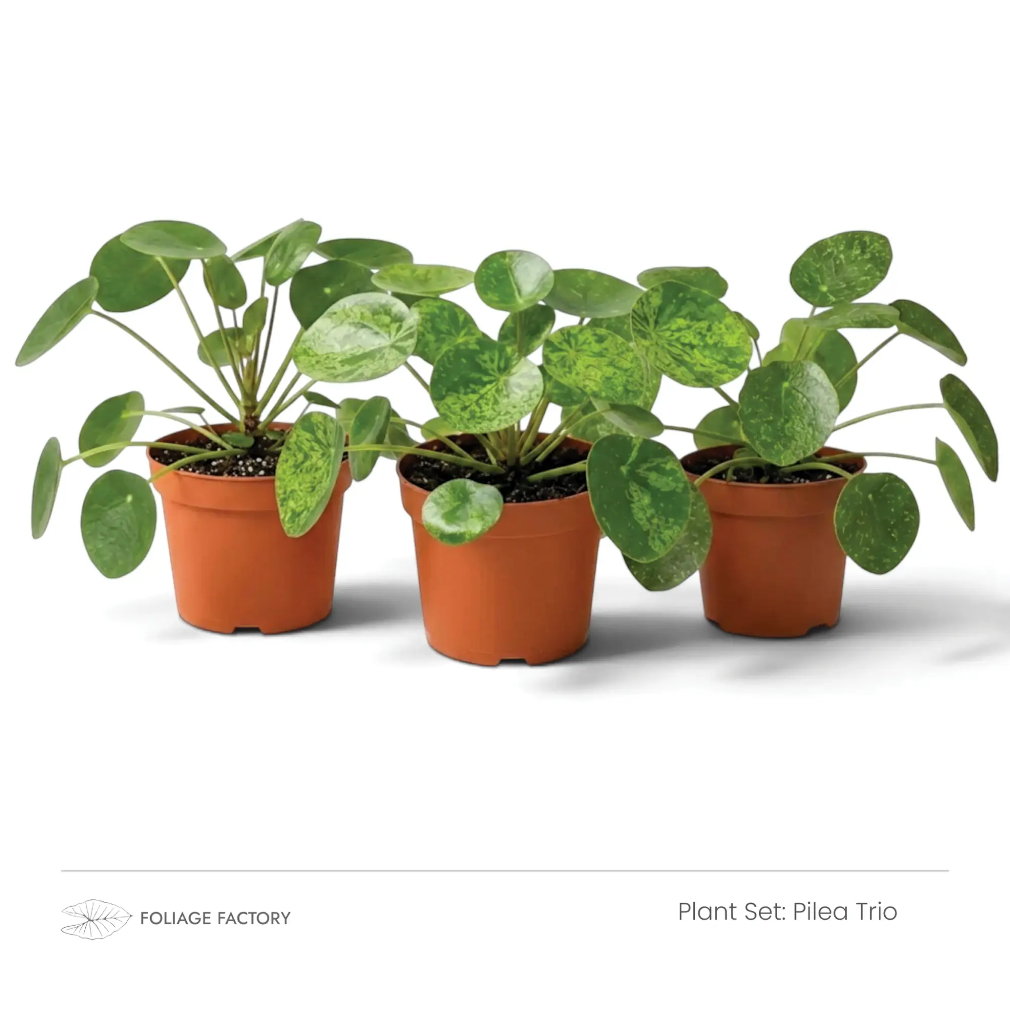 Pilea Trio plant set with three round-leaved Pileas lined up in nursery pots