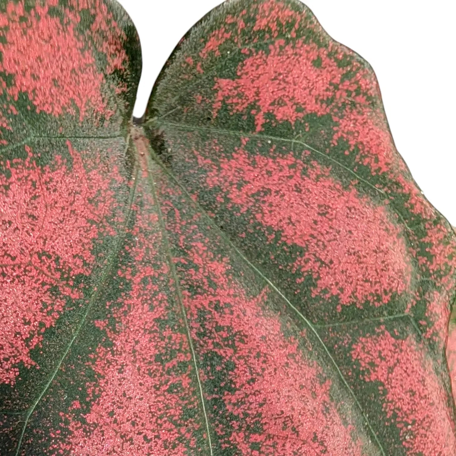 Piper argyrites pink potted plant in nursery pot on white background.