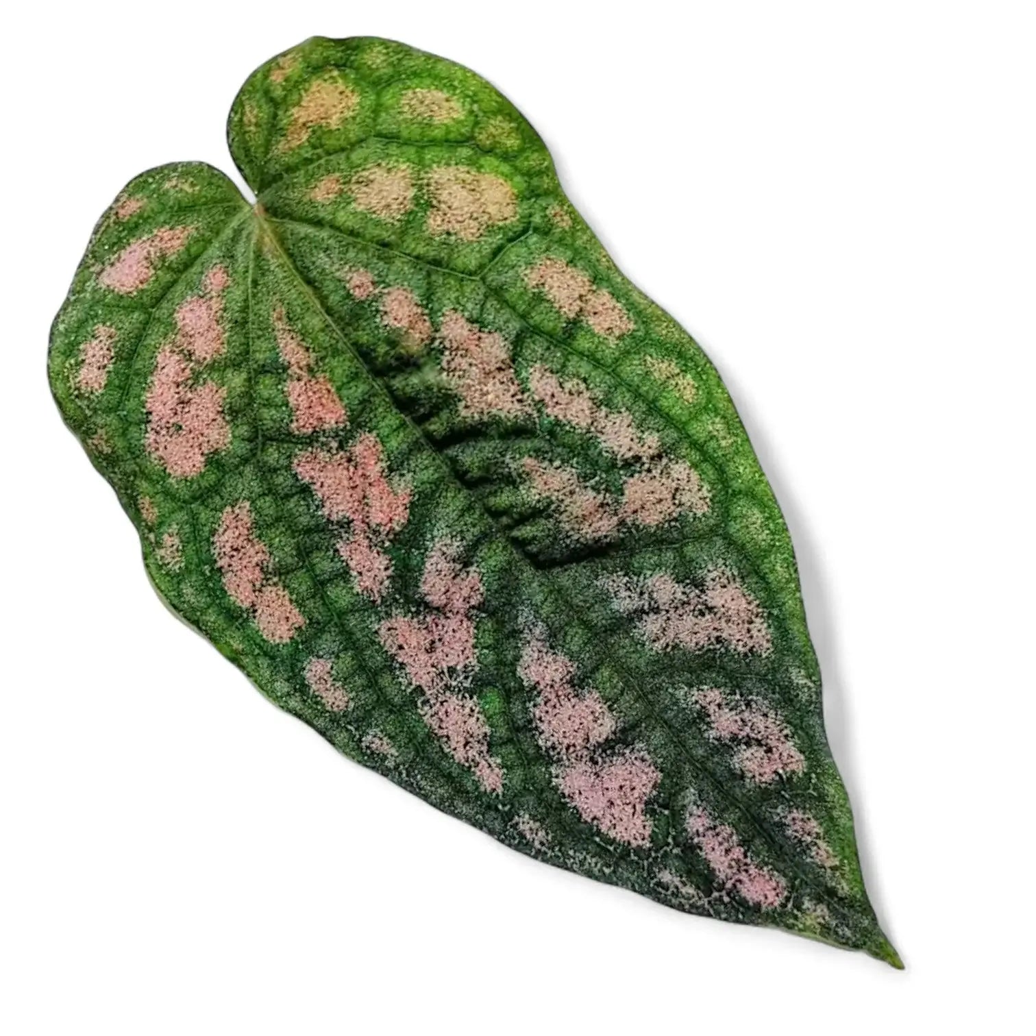 Piper argyrites pink potted plant in nursery pot on white background.