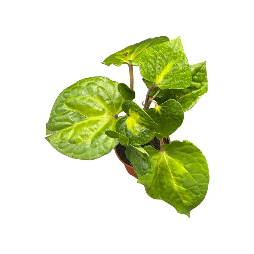 Piper methysticum ‘Bright Eyes’ potted plant in nursery pot on white background.