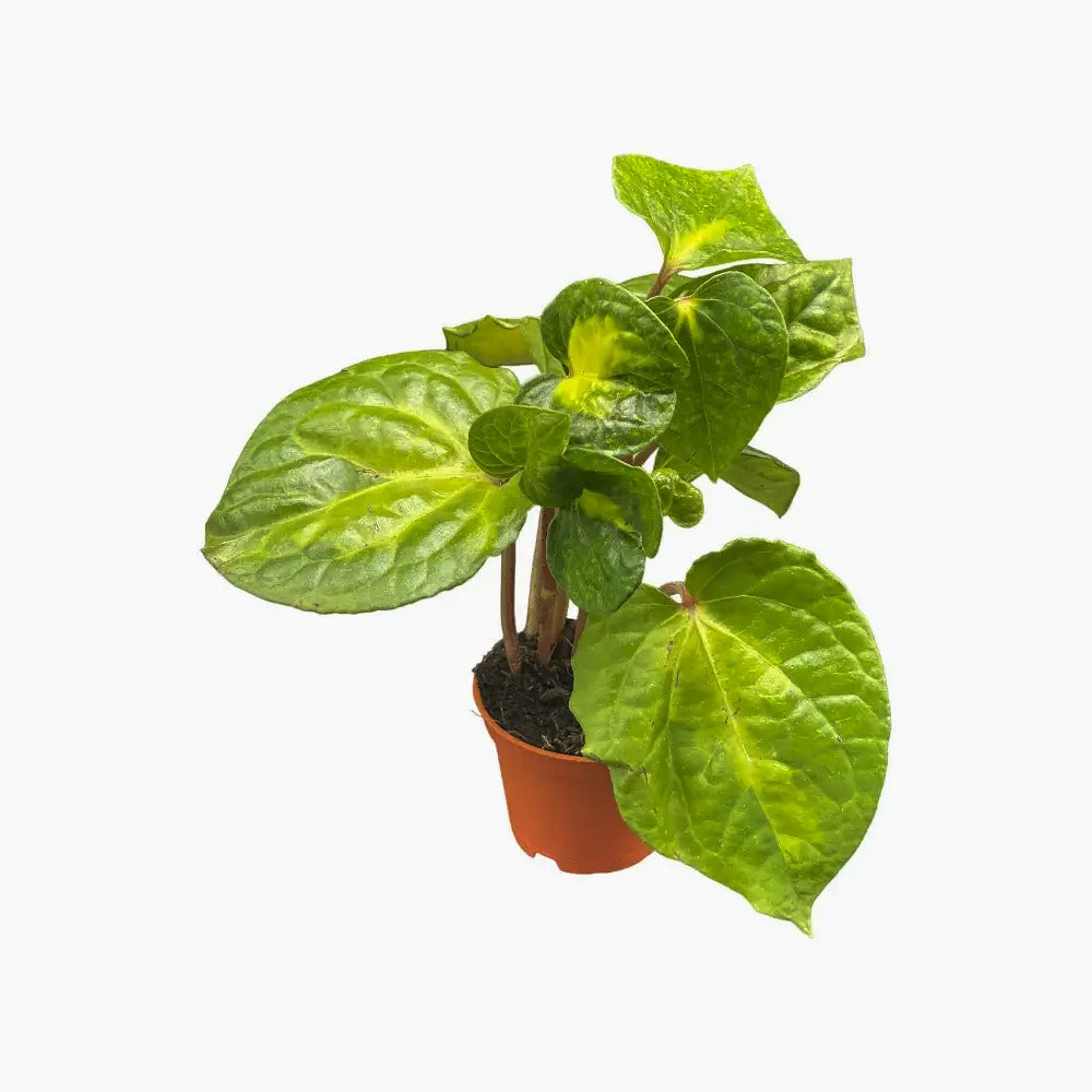 Piper methysticum ‘Bright Eyes’ potted plant in nursery pot on white background.