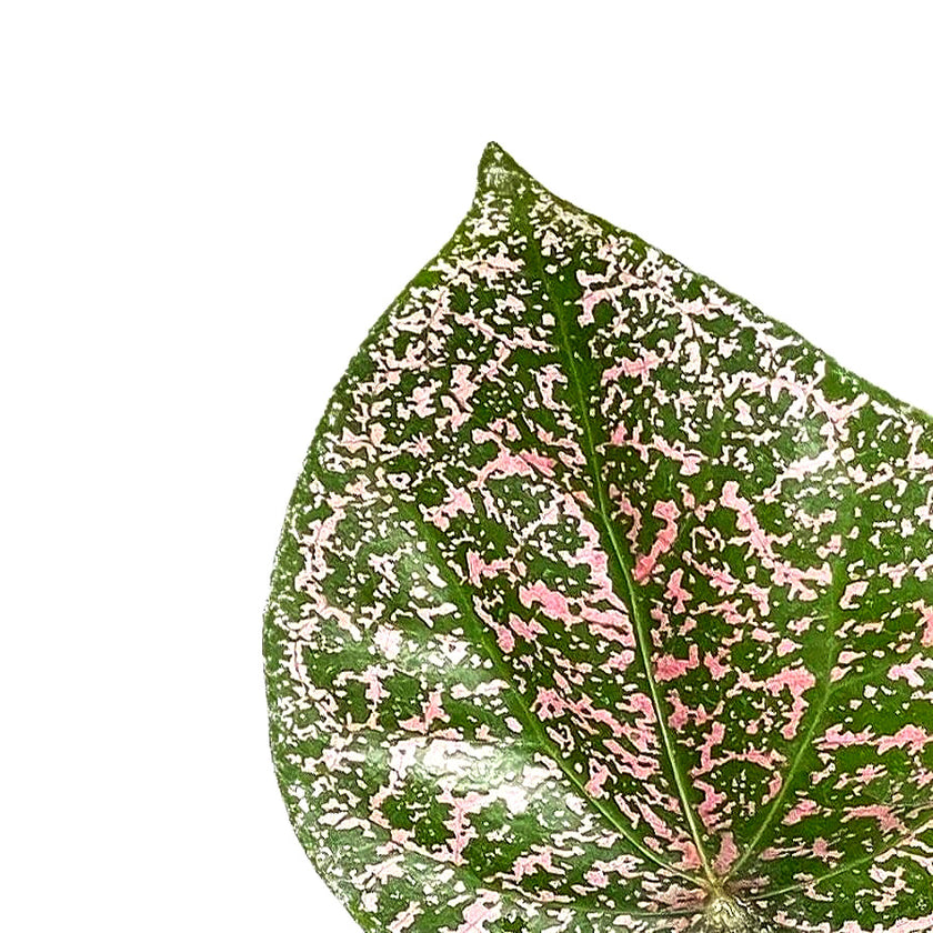 Piper ornatum leaf detail on white background.