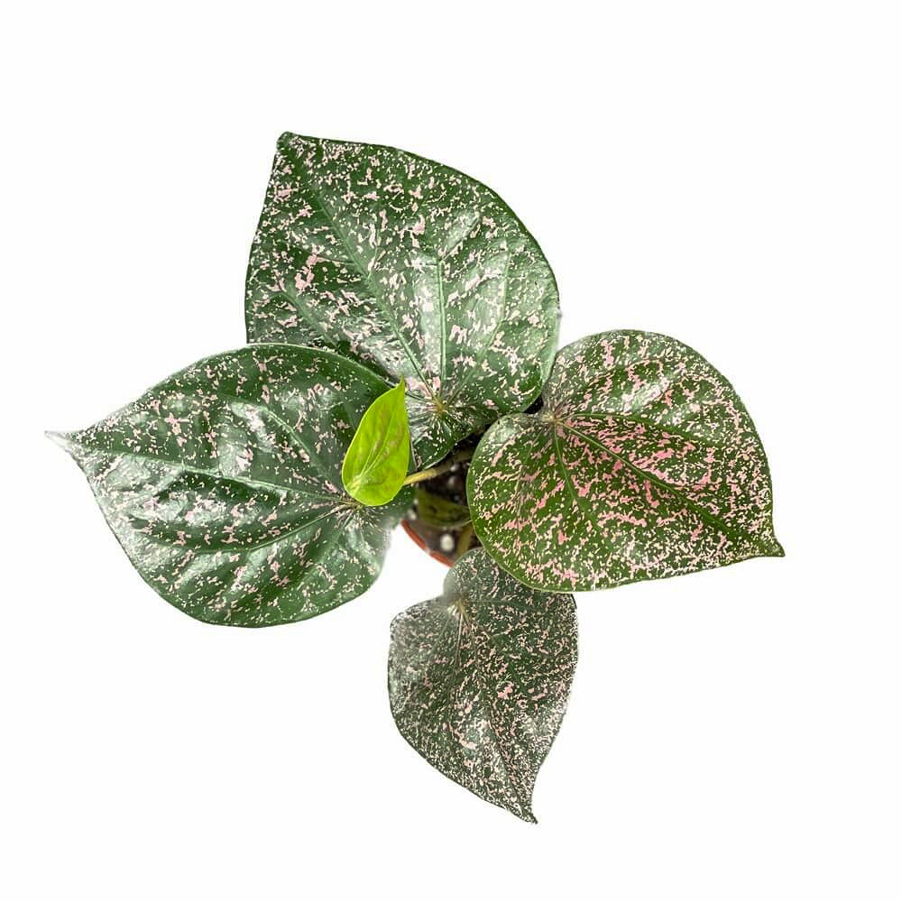 Piper ornatum potted plant in nursery pot on white background.