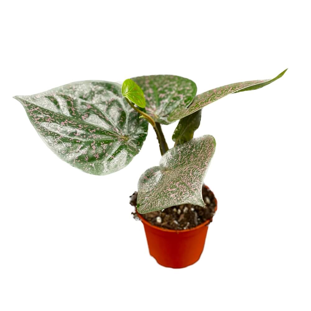 Piper ornatum potted plant in nursery pot on white background.