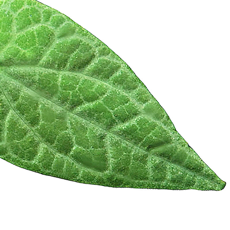 Piper ribesioides leaf close-up on white background.