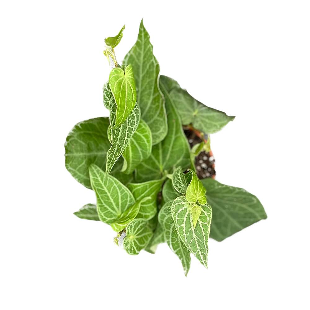 Piper ribesioides potted plant in nursery pot on white background.