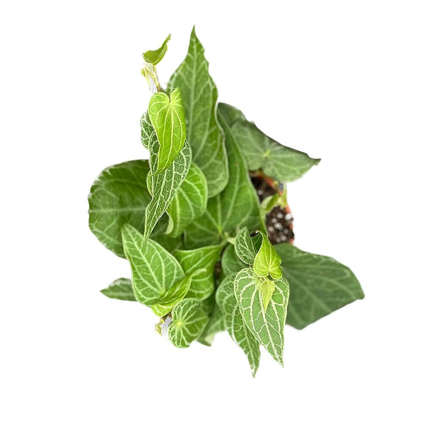 Piper ribesioides potted plant in nursery pot on white background.