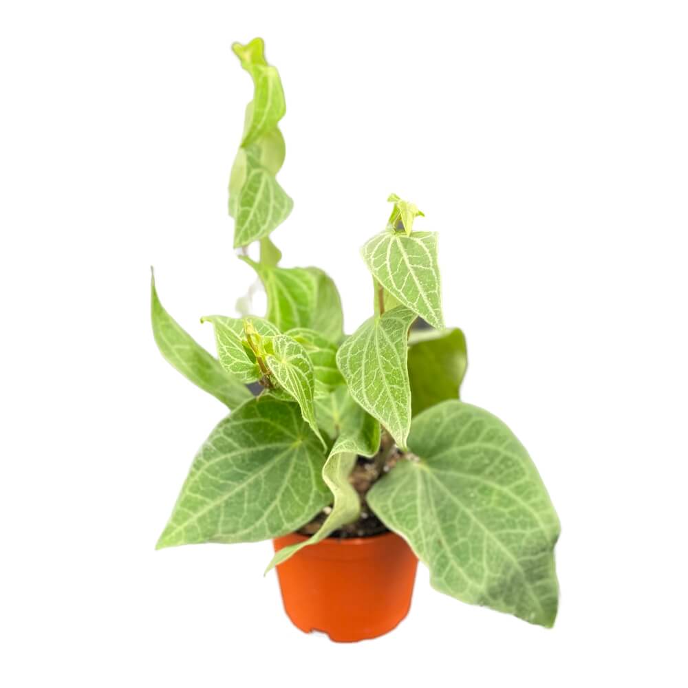 Piper ribesioides potted plant in nursery pot on white background.
