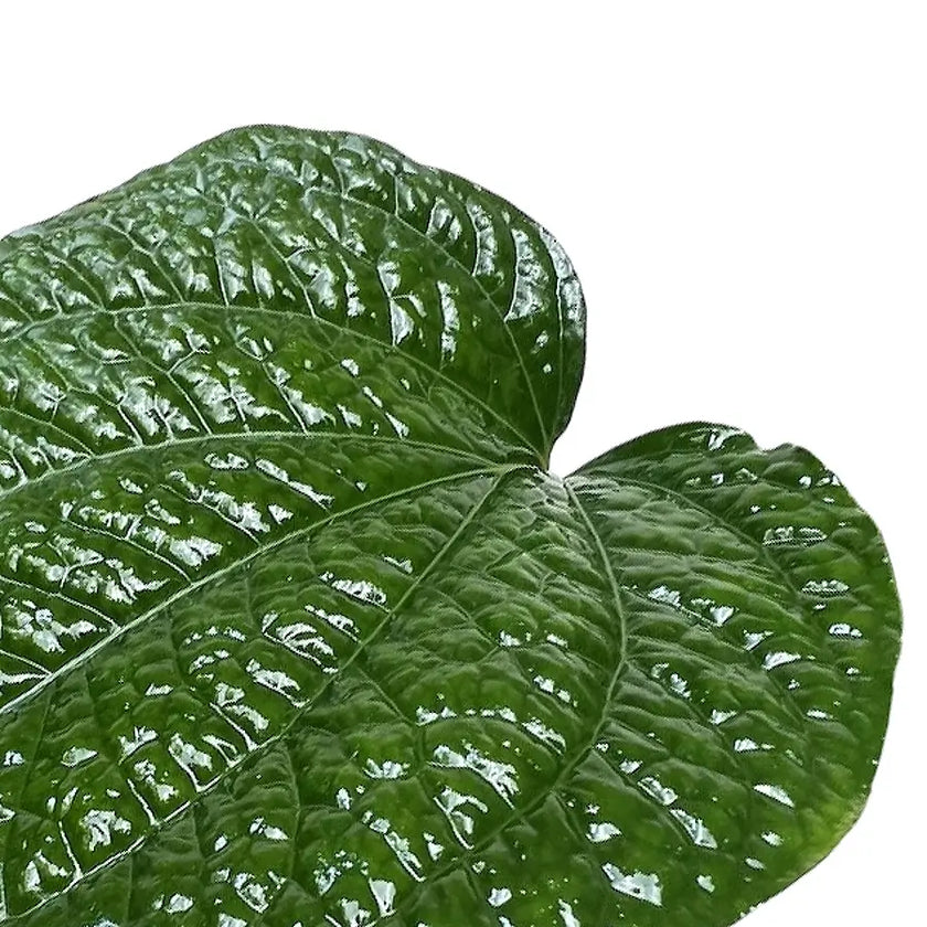 Piper sarmentosum leaf detail on white background.