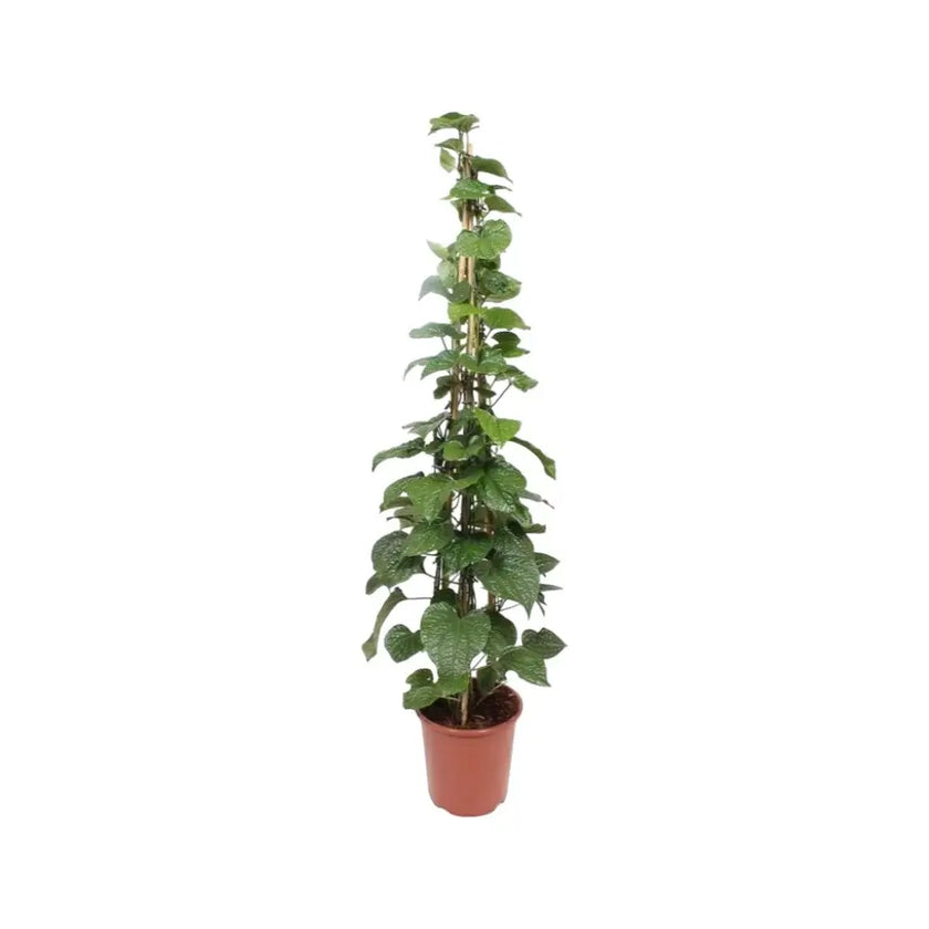 Piper sarmentosum potted plant in nursery pot on white background.