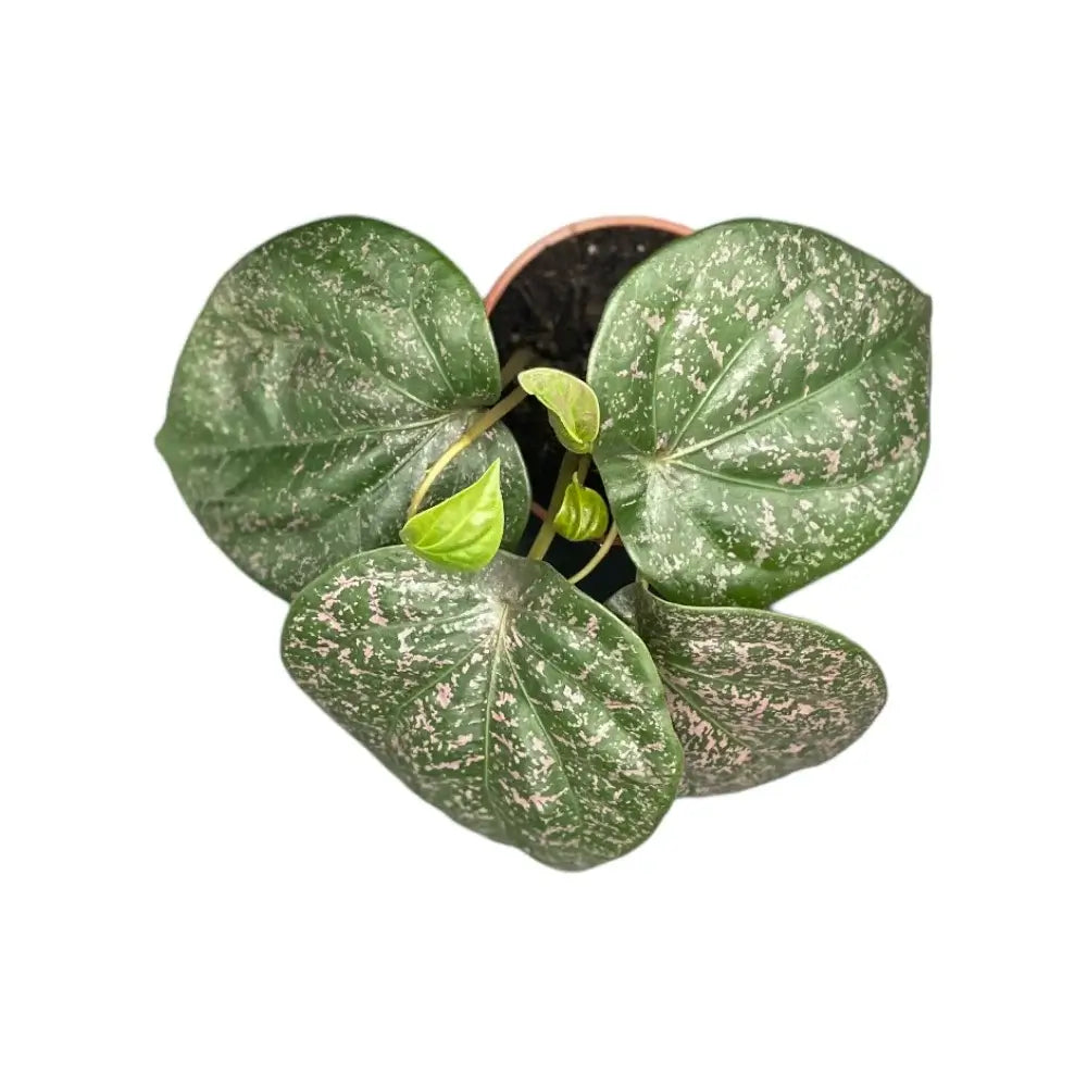 Piper sp. Indonesia 'Pink' potted plant in nursery pot on white background.