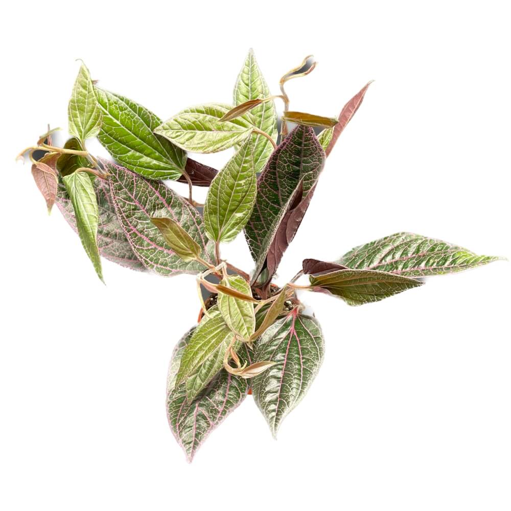 Piper sp. Sumatera 'Pink veins' potted plant in nursery pot on white background.