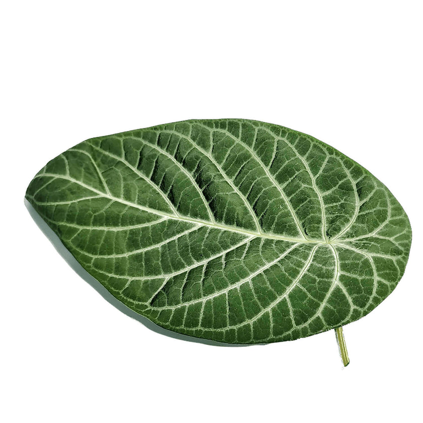 Piper veraguense (syn. Piper albert-smithii) leaf detail on white background.