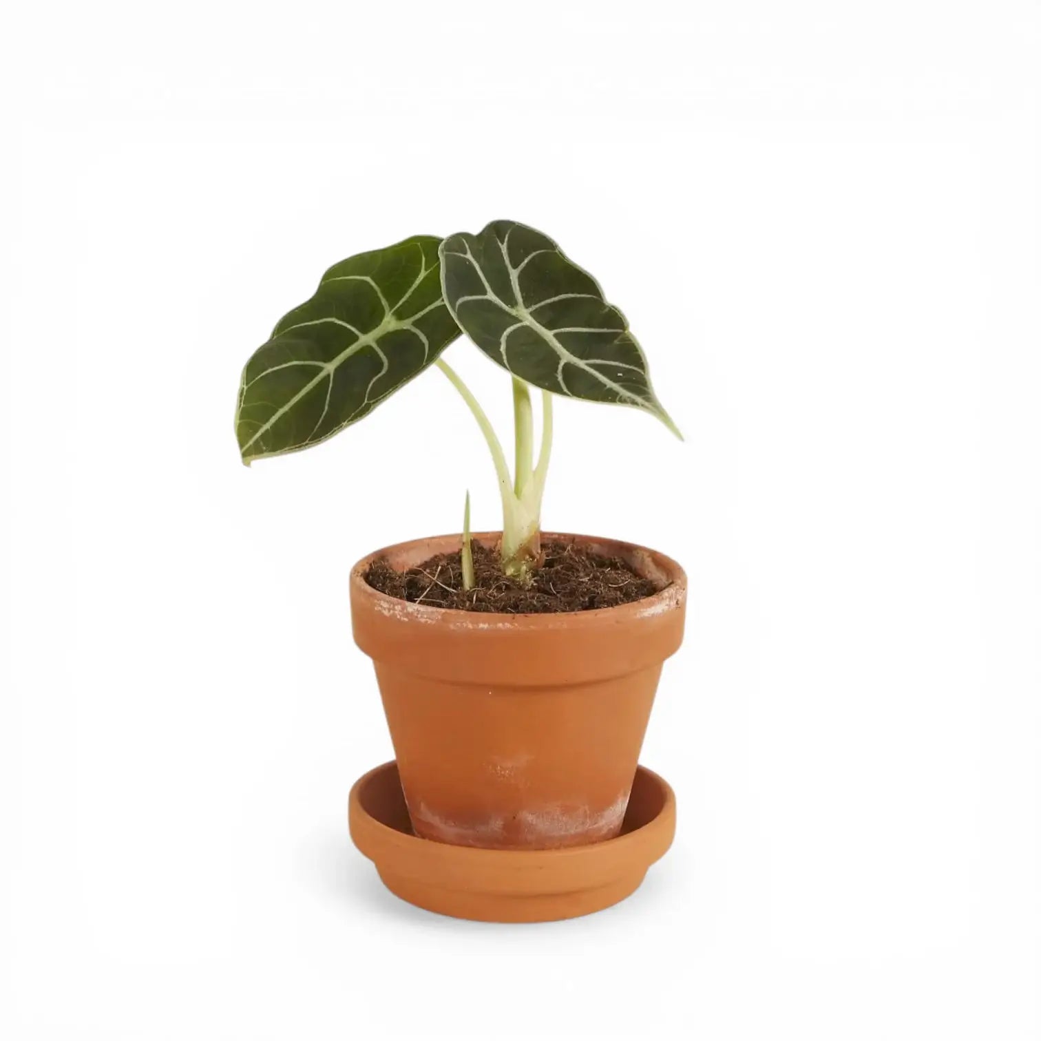 Alocasia longiloba 'Watsoniana'