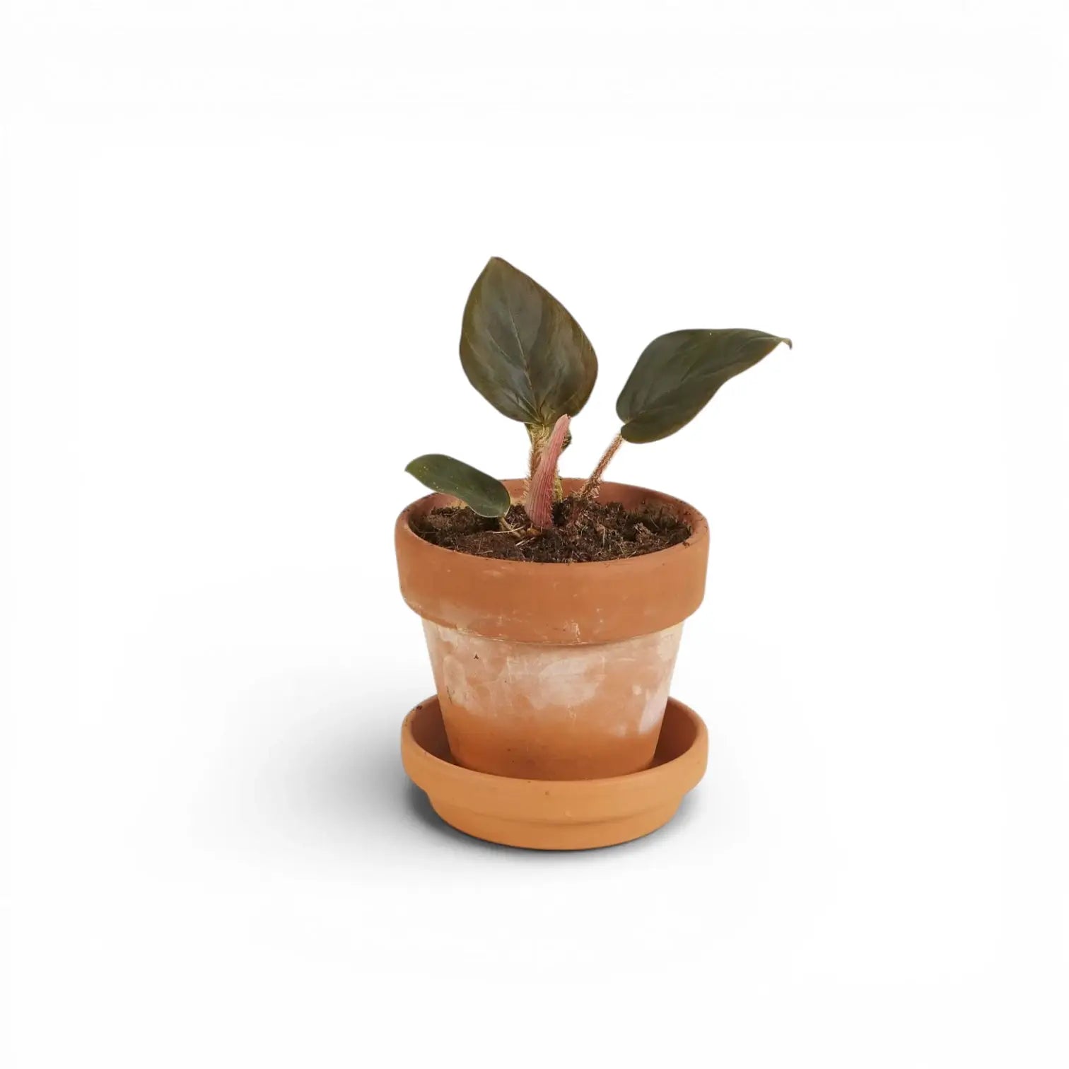 Philodendron squamicaule als Topfpflanze im Kulturtopf vor weißem Hintergrund.