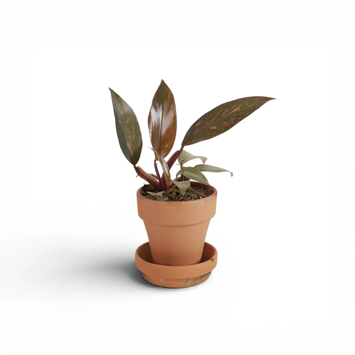 Philodendron 'Orange Princess' als Topfpflanze im Kulturtopf vor weißem Hintergrund.