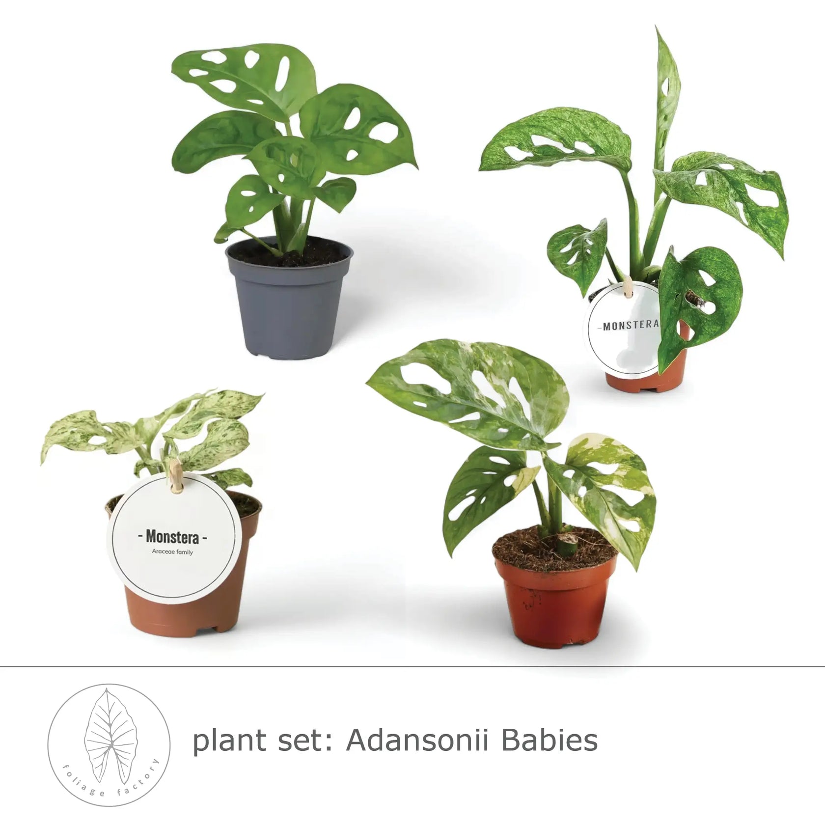 Pflanzenset Adansonii Babies, Nahaufnahme eines Blatts vor weißem Hintergrund.