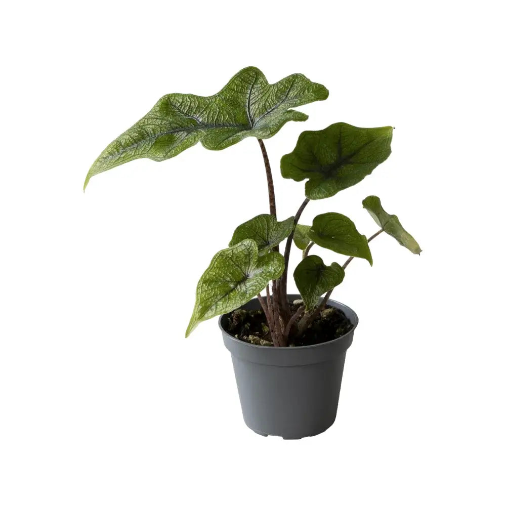 Pflanzenset : Alocasia Kindergarten vor weißem Hintergrund, Produktfoto 7.