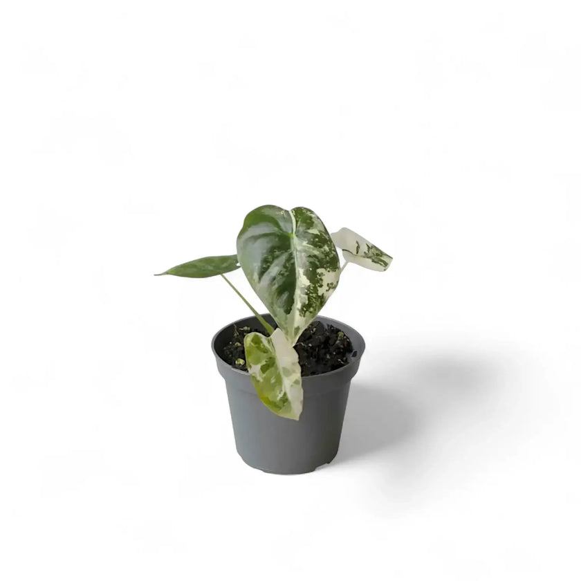 Plant Set: Baby Plant Bestsellers potted plant in nursery pot on white background.