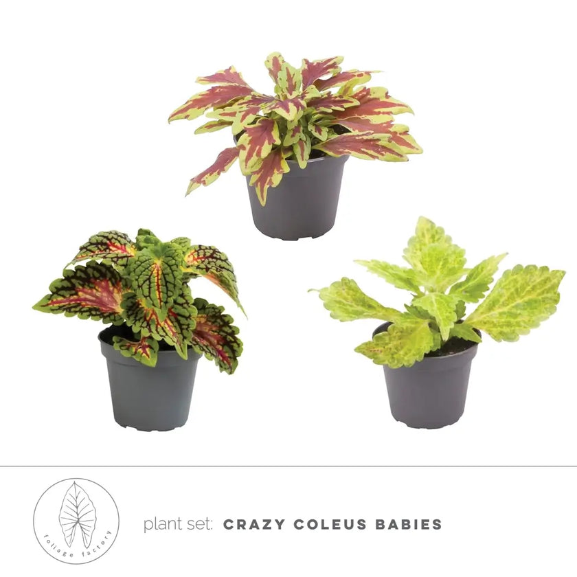 plant set: Crazy Coleus Babies main product photo on white background.