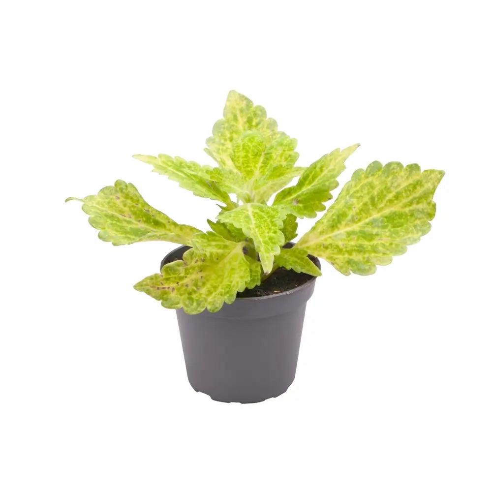 plant set: Crazy Coleus Babies on white background.